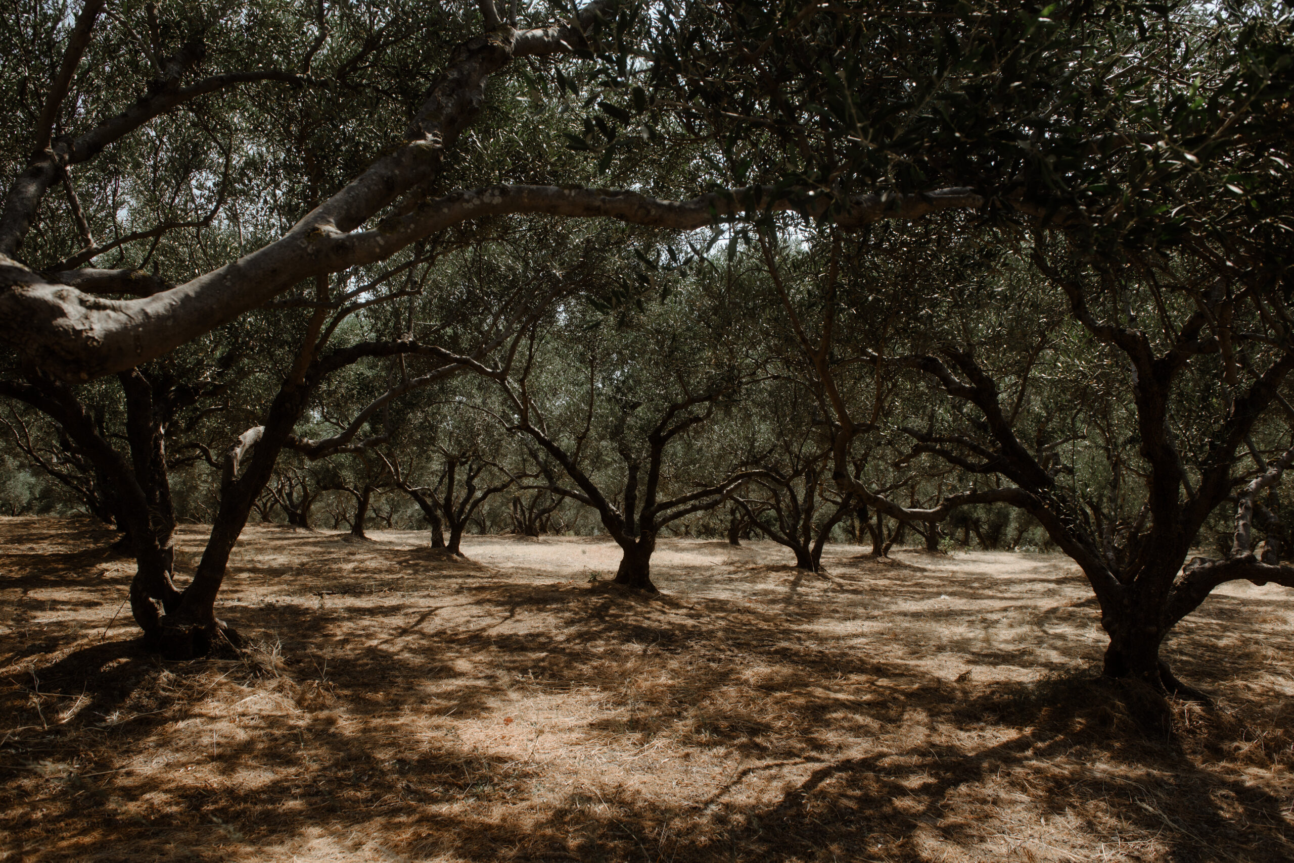 Высокое Содержание Фенолов